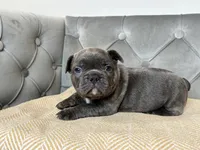 Cobalt, a male French Bulldog for sale in Naples, FL – 1 of 7