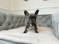 AKC Registered Litter - Snuggles, a male French Bulldog for sale in Naples, FL – 7 of 8