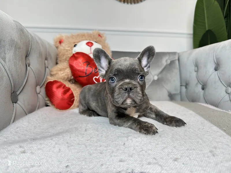 Cobalt – French Bulldog puppy for sale in Naples, FL