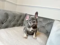 Isabella female puppy - Bella, a female French Bulldog for sale in Naples, FL – 6 of 7