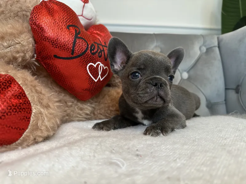 Snuggles – French Bulldog puppy for sale in Naples, FL