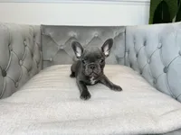 AKC Registered Litter - Snuggles, a male French Bulldog for sale in Naples, FL – 3 of 8