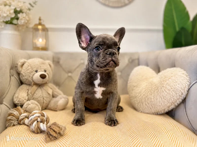 AKC Registered Litter - Snuggles – French Bulldog puppy for sale in Naples, FL