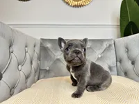 Snuggles, a male French Bulldog for sale in Naples, FL – 7 of 8