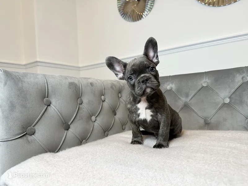 Cobalt – French Bulldog puppy for sale in Naples, FL