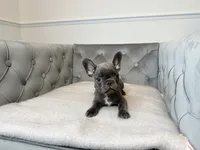 AKC Registered Litter - Snuggles, a male French Bulldog for sale in Naples, FL – 8 of 8