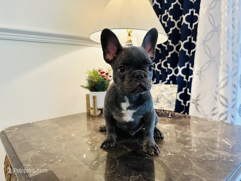 AKC Registered Litter - Snuggles – French Bulldog puppy for sale in Naples, FL