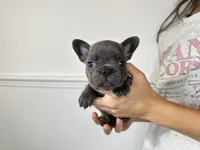 Snuggles, a male French Bulldog for sale in Naples, FL – 6 of 8