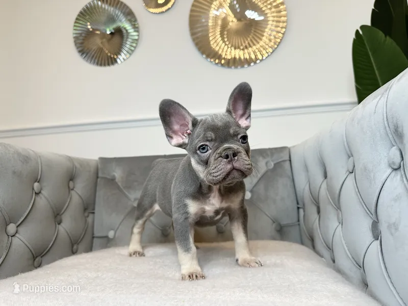 Isabella female puppy - Bella – French Bulldog puppy for sale in Naples, FL