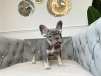 Isabella female puppy - Bella, a female French Bulldog for sale in Naples, FL – 1 of 7