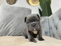 Cobalt, a male French Bulldog for sale in Naples, FL – 7 of 7