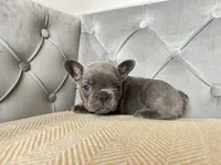 Snuggles, a male French Bulldog for sale in Naples, FL – 8 of 8