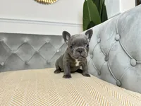 Snuggles, a male French Bulldog for sale in Naples, FL – 2 of 8