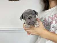 Cashmere, a female French Bulldog for sale in Naples, FL – 1 of 8