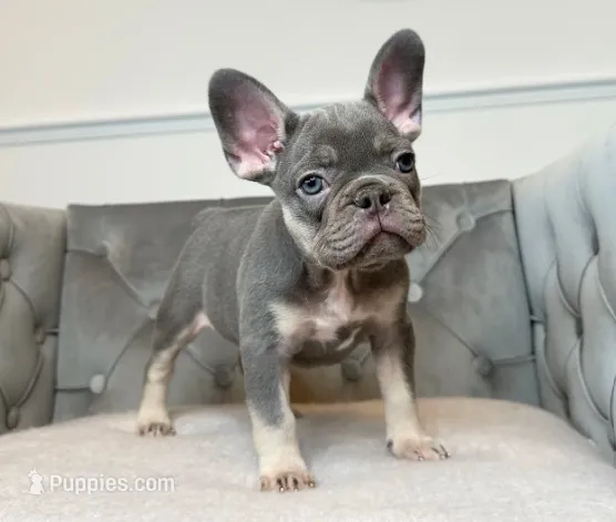 AKC Isabella and Tan Color female puppy - Bella – French Bulldog puppy for sale in Naples, FL