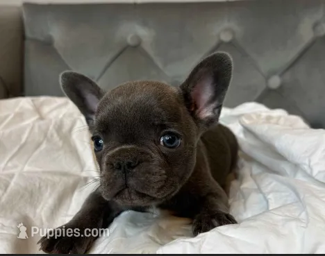 Snuggles – French Bulldog puppy for sale in Naples, FL