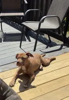 Luna, a female American Pit Bull Terrier for sale in Connellsville, PA – 2 of 3