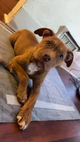 Luna, a female American Pit Bull Terrier for sale in Connellsville, PA – 1 of 3