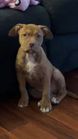 Luna, a female American Pit Bull Terrier for sale in Connellsville, PA – 3 of 3