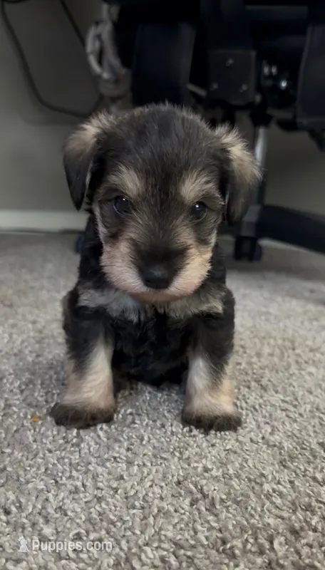 Gus – Miniature Schnauzer puppy for sale in Birmingham, AL
