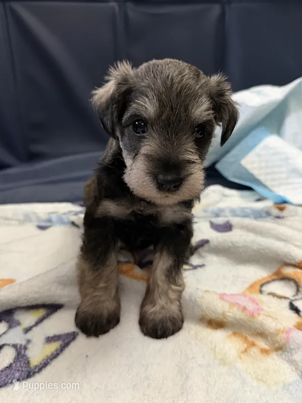 Chip – Miniature Schnauzer puppy for sale in Birmingham, AL