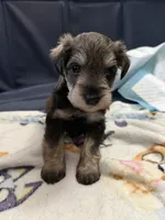 Chip, a male Miniature Schnauzer for sale in Birmingham, AL – 1 of 2