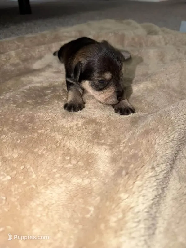 Puppy 1  – Miniature Schnauzer puppy for sale in Birmingham, AL