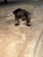 Puppy 1 , a male Miniature Schnauzer for sale in Birmingham, AL – 1 of 1