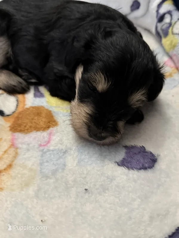 Remi – Miniature Schnauzer puppy for sale in Birmingham, AL