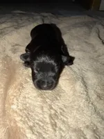 Puppy 3, a female Miniature Schnauzer for sale in Birmingham, AL – 1 of 1