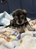 Gus, a male Miniature Schnauzer for sale in Birmingham, AL – 1 of 2