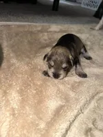Chip, a male Miniature Schnauzer for sale in Birmingham, AL – 2 of 2
