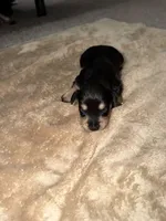 Puppy 4, a female Miniature Schnauzer for sale in Birmingham, AL – 1 of 1