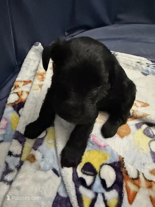 Nala – Miniature Schnauzer puppy for sale in Birmingham, AL