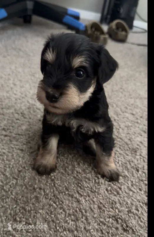 Remi – Miniature Schnauzer puppy for sale in Birmingham, AL