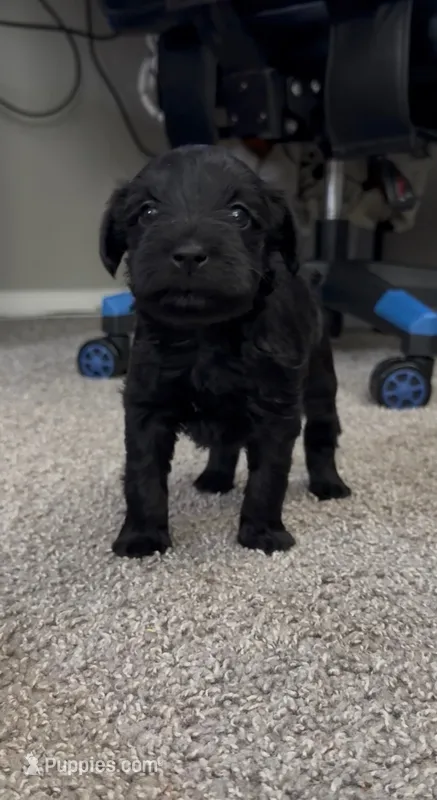 Nala – Miniature Schnauzer puppy for sale in Birmingham, AL