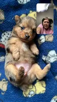 Brownie, a female Yorkshire Terrier for sale in Twin City, GA – 5 of 5