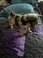 Lil Bubby, a male Yorkshire Terrier for sale in Twin City, GA – 3 of 6