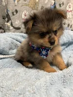 River, a male Pomeranian and Yorkshire Terrier for sale in Twin City, GA – 2 of 9
