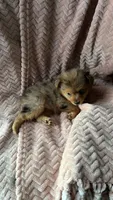 Brownie, a female Yorkshire Terrier for sale in Twin City, GA – 3 of 5