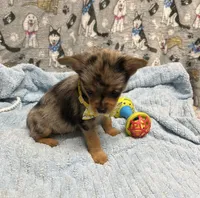 Lil Bubby, a male Pomeranian and Yorkshire Terrier for sale in Twin City, GA – 5 of 10