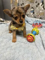 Lil Bubby, a male Pomeranian and Yorkshire Terrier for sale in Twin City, GA – 3 of 10