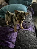 Lil Bubby, a male Yorkshire Terrier for sale in Twin City, GA – 1 of 6