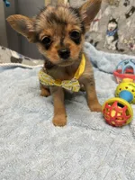 Lil Bubby, a male Pomeranian and Yorkshire Terrier for sale in Twin City, GA – 6 of 10