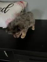 River, a male Yorkshire Terrier for sale in Twin City, GA – 2 of 7