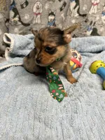 Lil Bubby, a male Pomeranian and Yorkshire Terrier for sale in Twin City, GA – 4 of 10