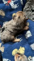 River, a male Yorkshire Terrier for sale in Twin City, GA – 5 of 7