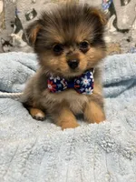 River, a male Pomeranian and Yorkshire Terrier for sale in Twin City, GA – 3 of 9