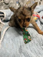 Lil Bubby, a male Pomeranian and Yorkshire Terrier for sale in Twin City, GA – 2 of 10