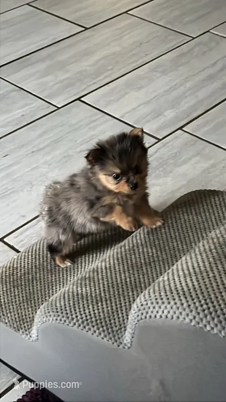 River – Yorkshire Terrier puppy for sale in Twin City, GA